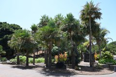 el palmetum, santa cruz de tenerife
