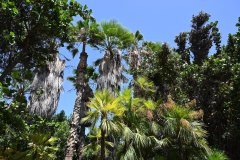 el palmetum, santa cruz de tenerife