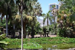 el palmetum, santa cruz de tenerife