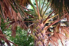 el palmetum, santa cruz de tenerife