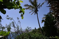 el palmetum, santa cruz de tenerife