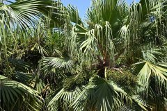 el palmetum, santa cruz de tenerife