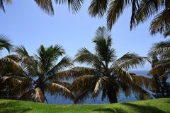 el palmetum, santa cruz de tenerife