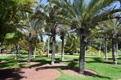 el palmetum, santa cruz de tenerife