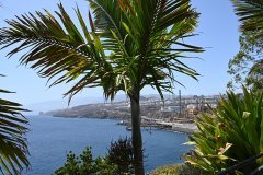 el palmetum, santa cruz de tenerife