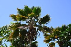 el palmetum, santa cruz de tenerife