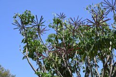 el palmetum, santa cruz de tenerife