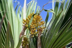 el palmetum, santa cruz de tenerife