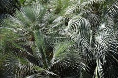 el palmetum, santa cruz de tenerife