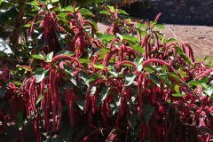 el palmetum, santa cruz de tenerife
