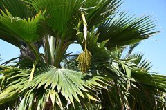 el palmetum, santa cruz de tenerife