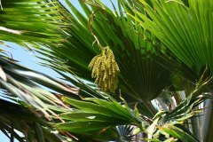 el palmetum, santa cruz de tenerife