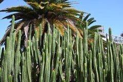 el palmetum, santa cruz de tenerife