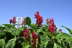 el palmetum, santa cruz de tenerife