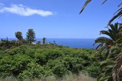 el rincón, la orotava