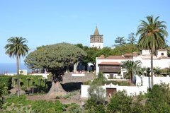 drago milenario, icod de los vinos