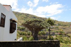drago milenario, icod de los vinos