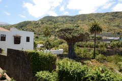 drago milenario, icod de los vinos