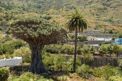 drago milenario, icod de los vinos