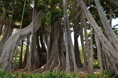 jardín botánico, puerto de la cruz