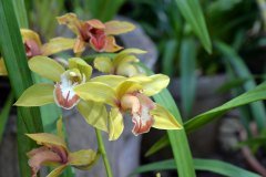 jardín botánico, puerto de la cruz