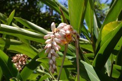 jardín botánico, puerto de la cruz