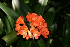 jardín botánico, puerto de la cruz