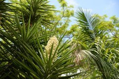jardín botánico, puerto de la cruz