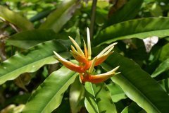jardín botánico, puerto de la cruz