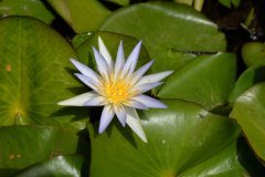 jardín botánico, puerto de la cruz