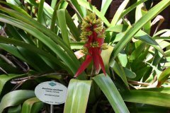 jardín botánico, puerto de la cruz