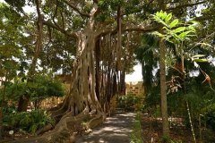 jardín botánico, puerto de la cruz