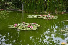 jardín botánico, puerto de la cruz