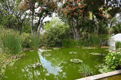 jardín botánico, puerto de la cruz