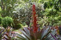 jardín botánico, puerto de la cruz