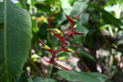 jardín botánico, puerto de la cruz