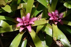 jardín botánico, puerto de la cruz