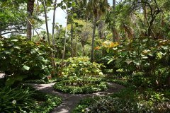 jardín botánico, puerto de la cruz