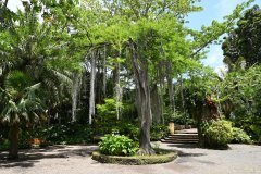jardín botánico, puerto de la cruz