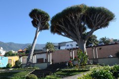 plaza de san francisco, la orotava