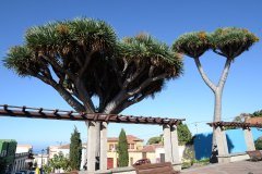 plaza de san francisco, la orotava