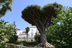jardin botanico, la orotava
