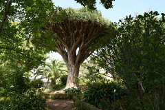 jardin botanico, la orotava