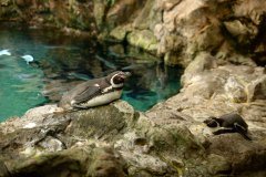 pingüinos, loro parque, puerto de la cruz
