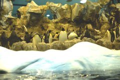 pingüinos, loro parque, puerto de la cruz