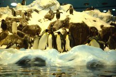 pingüinos, loro parque, puerto de la cruz