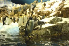 pingüinos, loro parque, puerto de la cruz