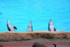 delfines, loro parque, puerto de la cruz