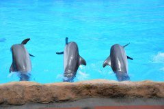 delfines, loro parque, puerto de la cruz