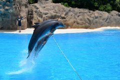 delfines, loro parque, puerto de la cruz